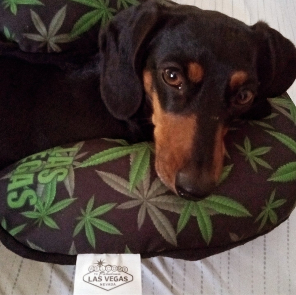 Meet your Posher, Patrick